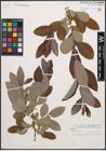 Foto von Salix cinerea L.